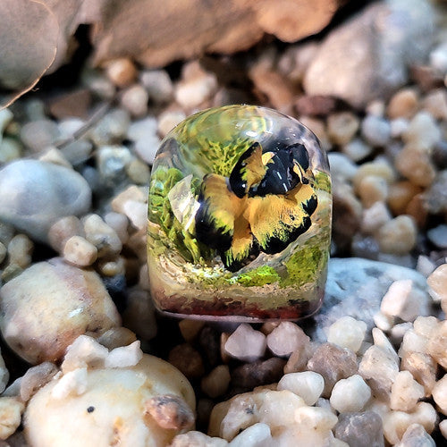 Betta Fish Keycaps