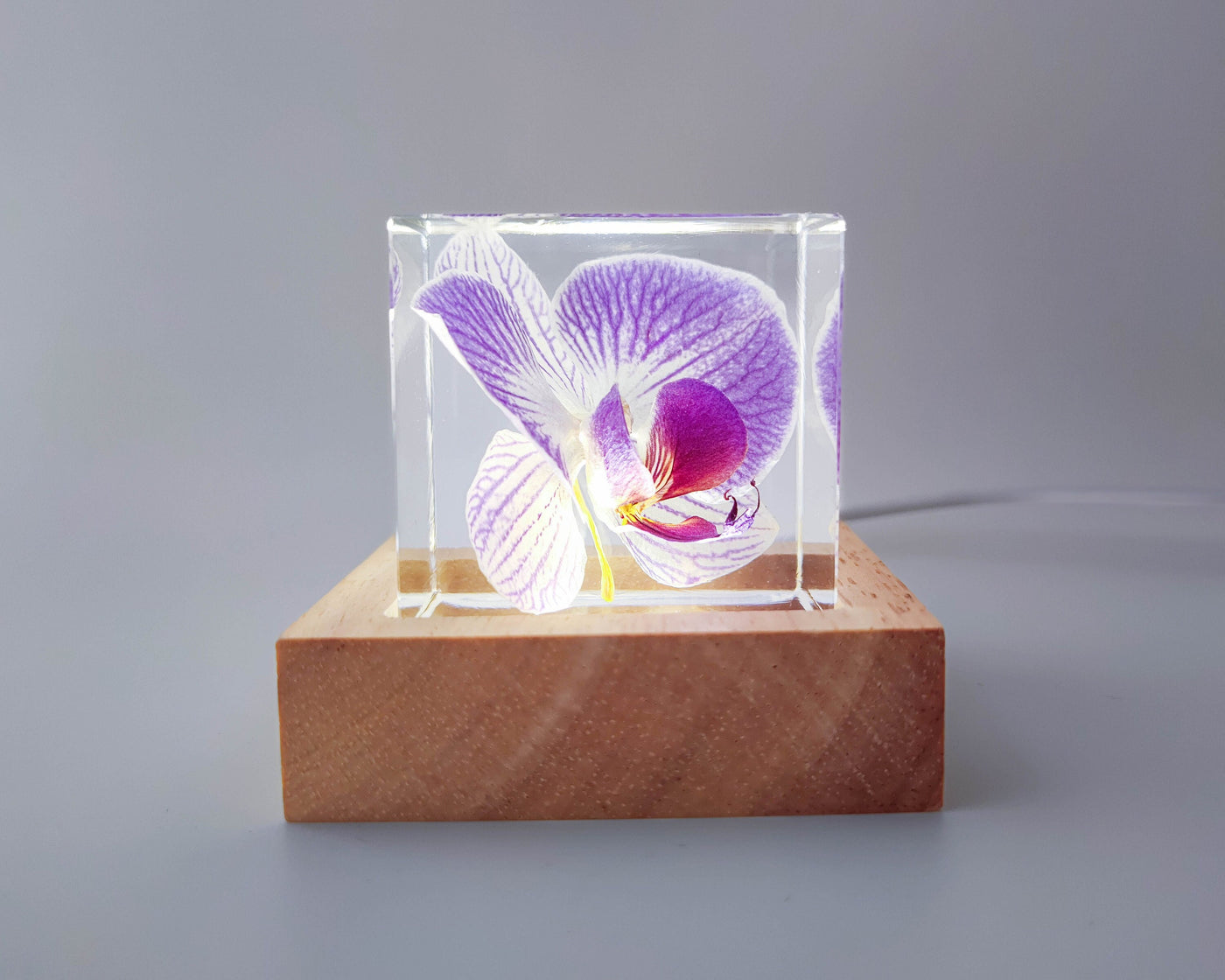 Real Orchid Cube with Purple Lines Resin Lamp