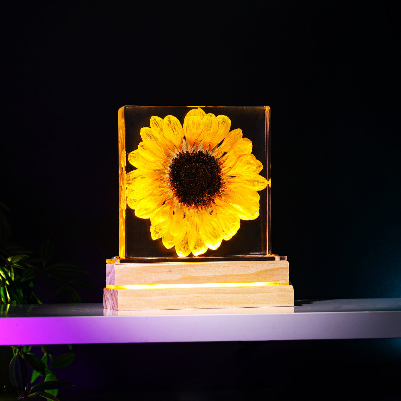 Real Sunflower Night Light