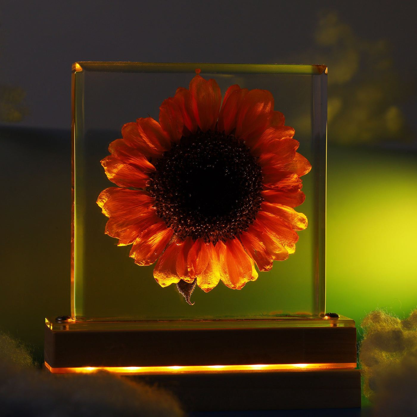 Real Sunflower Night Light