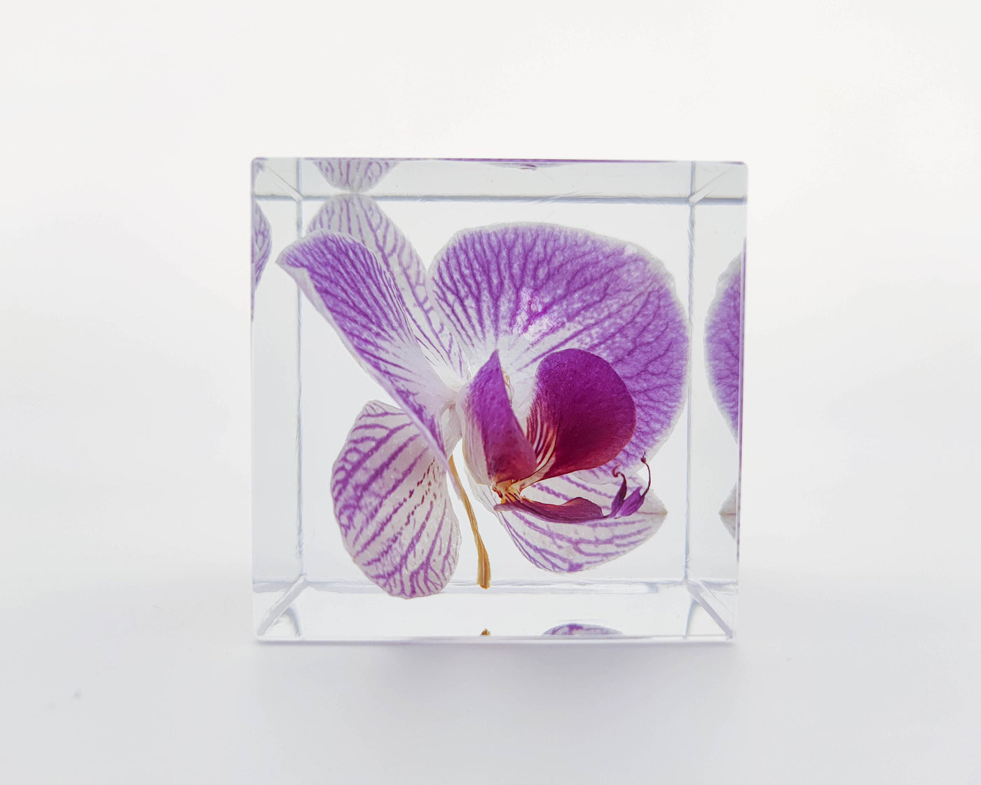 Real Orchid Cube with Purple Lines Resin Lamp