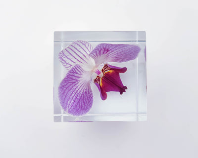 Real Orchid Cube with Purple Lines Resin Lamp