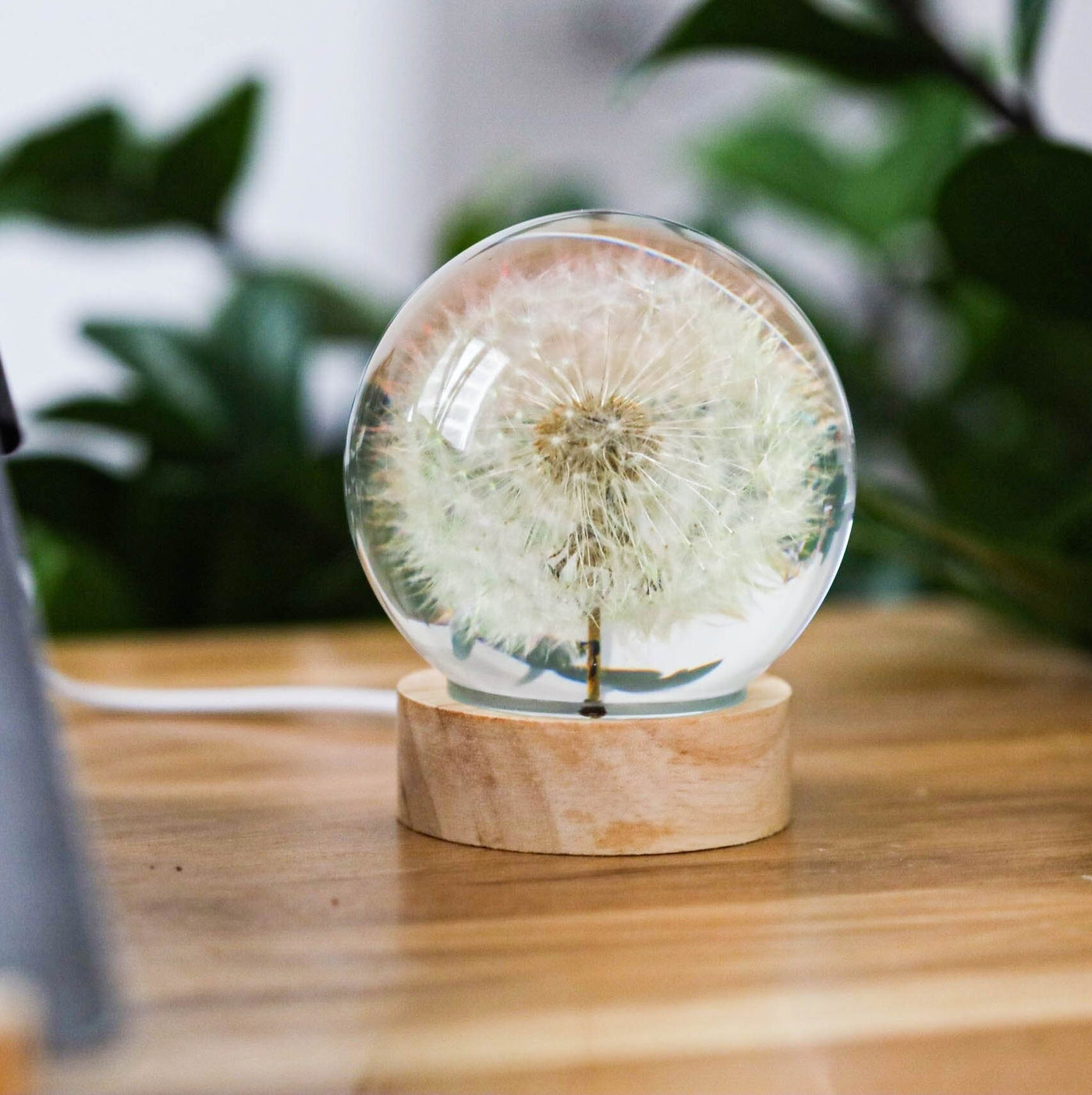 Dandelion Night Light