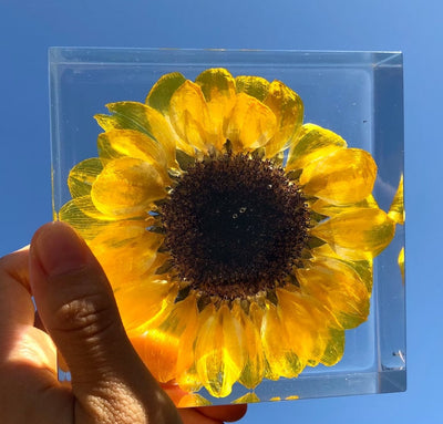 Real Sunflower Night Light