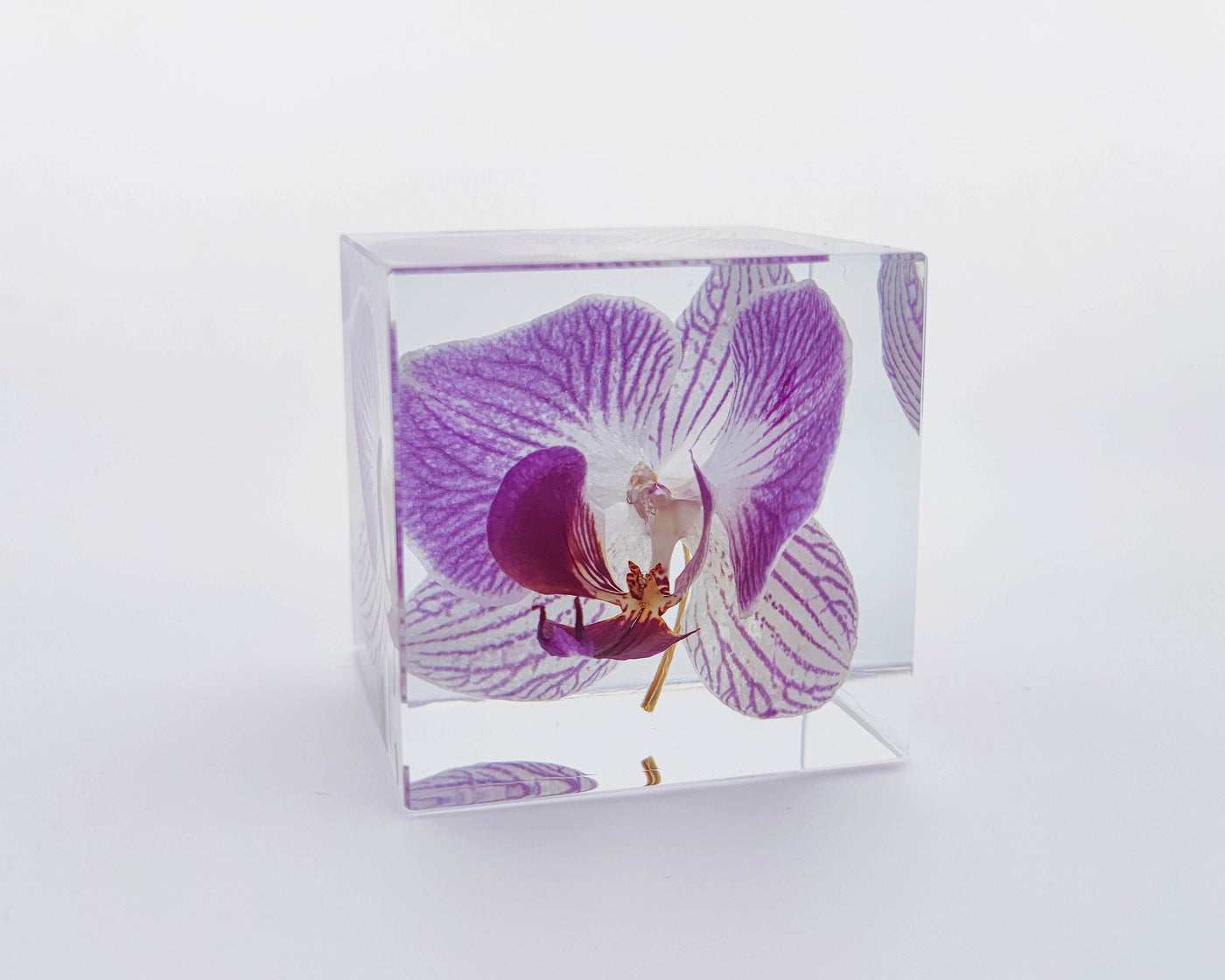 Real Orchid Cube with Purple Lines Resin Lamp