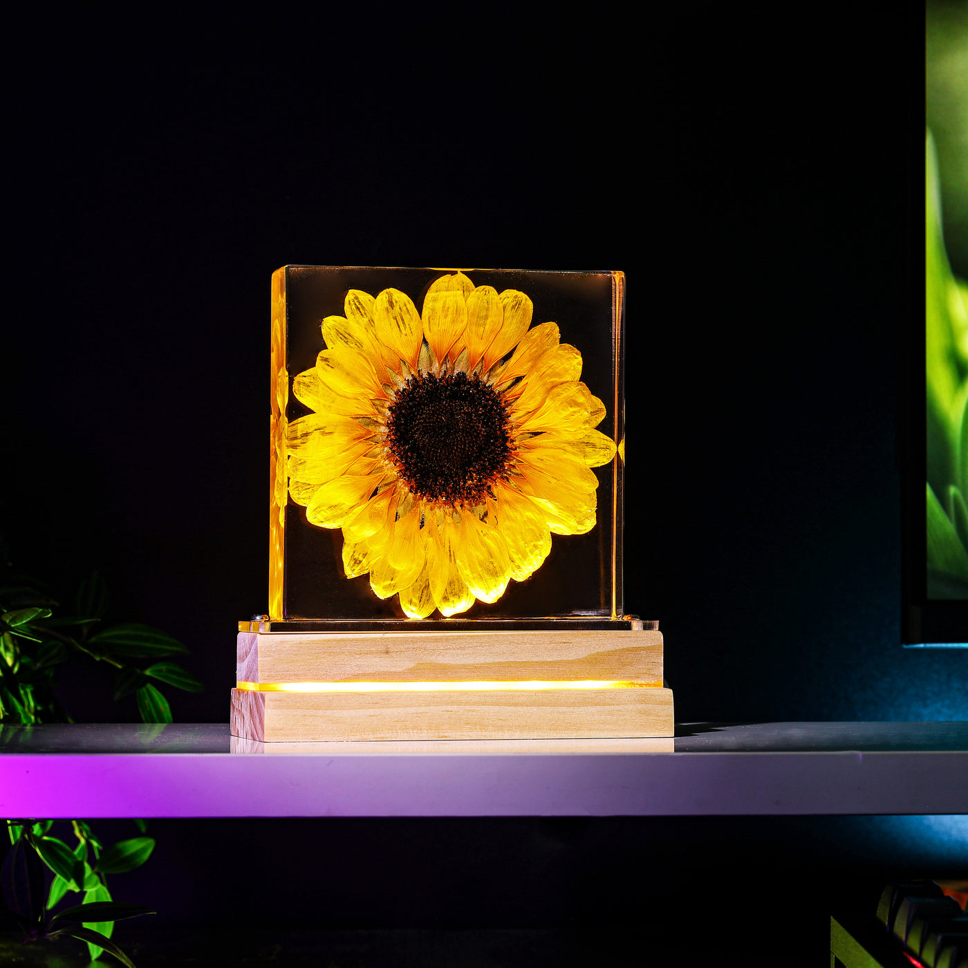 Real Sunflower Night Light